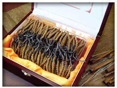 襄州冬虫夏草回收